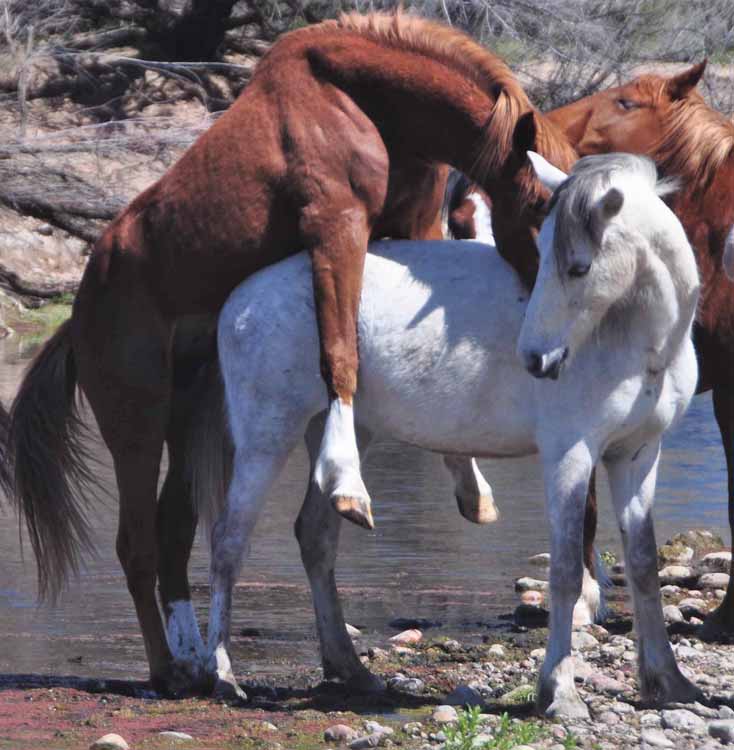 mustangs